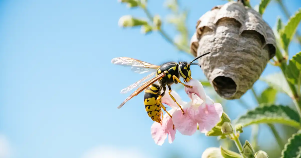 Wasp resting on a flower in a garden